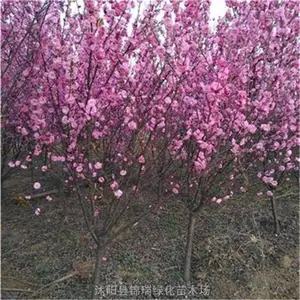 ������Ҷ÷ 5-8��֦������Ҷ÷ �ڷ�1��1.2�� ͥԺ����