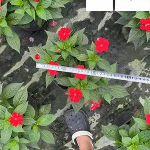 凤仙基地直供 红色粉色凤仙花 规格齐全 凤仙花杯苗大量批发 花境花坛花卉栽培 量大从优