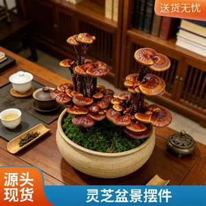 灵芝盆景批发 活体嫁接 中小型盆景灵芝摆件 室内摆件 产地直供