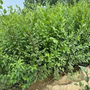陕西延安二乔苗木榆树小苗槐3公分基地价格,4公分榆树苗厂家批发,榆树小苗产地报价