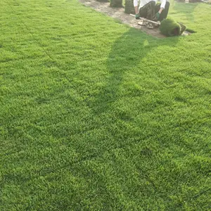 马尼拉草皮(草卷,效果图,绿化广场图片)价格
