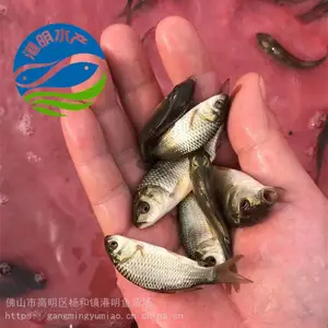 ����ˮ����ֳ���� �������� �������ˮ���� �ʻ����