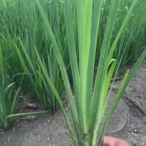 黄菖蒲 水生植物 基地出售水草 河道公园湿地绿化