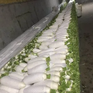 供应出口蔬菜保鲜白萝卜white radish生鲜大根萝卜胡萝卜订单日本东南亚俄罗斯中东