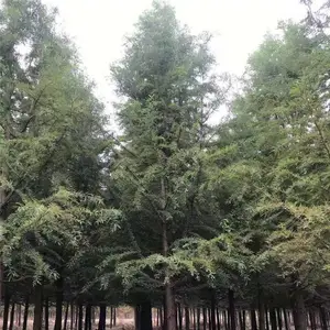 �����۸�