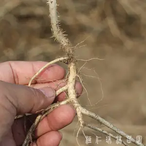 本溪桓仁刺嫩芽苗便宜了,一年生刺老芽树苗***格