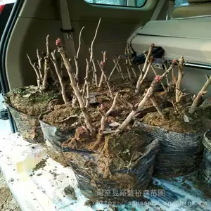 ԣʢ��ľ����ĵ��_ֲ����ֲǽ�ͻ�����