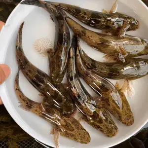�ʻ�������� ��ˮ��ֳ�����ư߼��������緢�������ٲ���