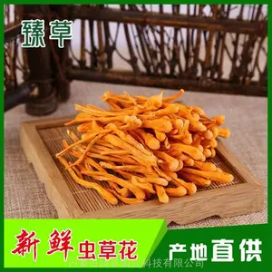 可食用北虫草批发、北虫草煲汤方法、北虫草营养