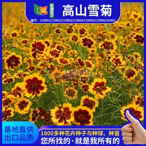 花卉种子蛇目菊种子批发景观绿化种子园林景观绿化源头厂家