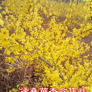3年连翘苗供应商 地径0.8cm-1.5cm 多头药用连翘苗