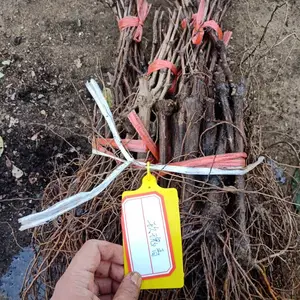 �������������ָ ����ָ�������¼۸��˽�