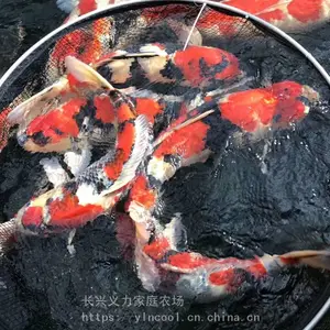 婺城锦鲤鱼 锦鲤养殖基地 批发锦鲤活体