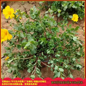 ԰���̻��óɻ�ݻ� �ذ�̫������ֲ���� �˶�����