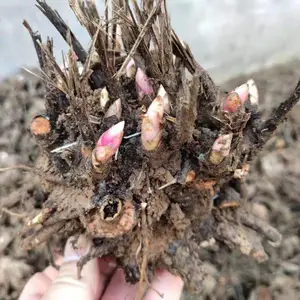 ����������ҩ���� ��ҩ�Ĵ������� �ֻ���������