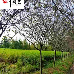 �ɶ���˿���Ĺ�Ӧ-���κù���-��԰ͥԺ�̻���ľ-8���ִ�˿���ļ۸�