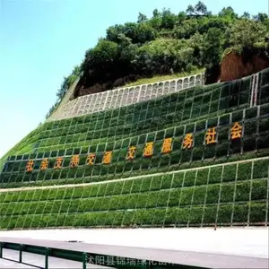 小叶扶芳藤/爬行卫矛 贴地面生长 高铁及公路护坡优选常绿地被