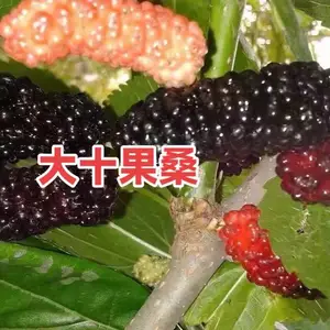 供应:大十果桑苗