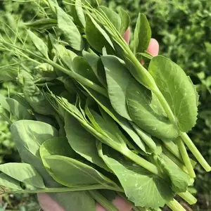苗用豌豆种子翠玉276