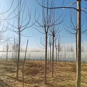1公分至6公分紫花泡桐树苗,贵州黔东泡桐小苗基地,泡桐根桩苗产地上车价格