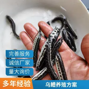 湖北武汉本地黑鱼苗鱼苗养殖场 自产自销才鱼苗 支持现场看苗