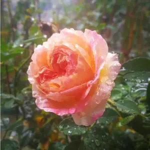 月季花价格-天润月季-树月季花价格