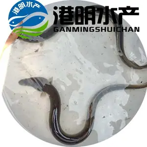 【白鳗欧洲鳗】大量供应白鳝鱼苗 A货