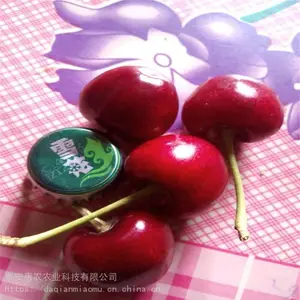 ���ɹŰ����׶�-����ӣ��������������ӭʵ�ؿ���