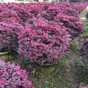 咸宁红花继木 生长速度快 红色叶片观赏性高