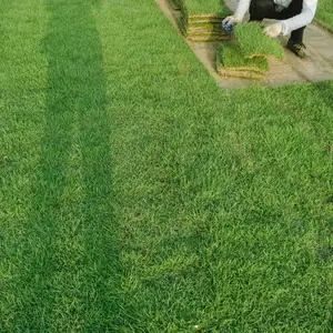 江西抚州天然种植草皮价位