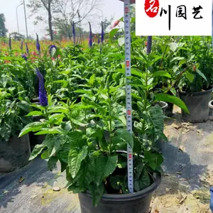 供应婆婆纳盆苗 婆婆纳苗圃基地直供 成都花境花坛草花批发 量大价优
