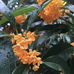 苏州绿化苗木、苏州庭院绿化工程、苗木花木批发市场、景观绿化设计施工、别墅果树苗木,腊梅树