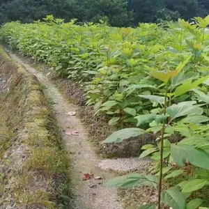 供应一年生檫木小苗,杉苗,香樟小苗,木荷小苗,杜英小苗.