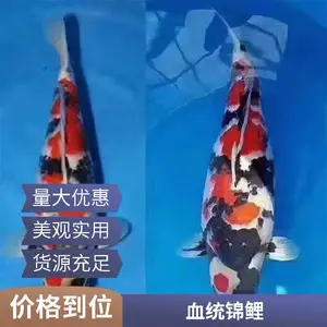 德 清质优锦鲤观赏鱼 丹顶昭和红白锦鲤 发货速度快多色 高存活率