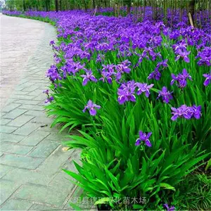 鸢尾花 蓝花鸢尾 林下绿地地被 养护成本低 常绿剑叶四季可观