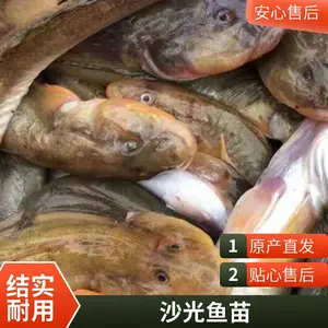 鲇光鱼苗图片 骨刺少 肉质鲜嫩 技术支持 可开发票 产地直发