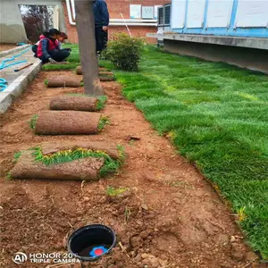 μ���󶬲�-������Ҷ��-�󶬲�����