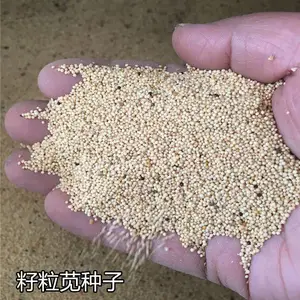 ���������������������߲˼���ֲ��������������ǿ��������