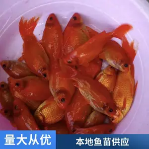 体色鲜艳5-8公分观赏鱼苗 山东烟台本地锦鲤鱼苗养殖场