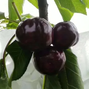 ��������������۸�,����������������ô��ֲ