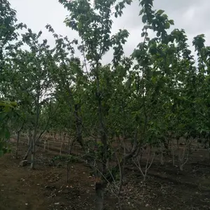 ����ӣ���� ����˹8��1����Ʒ�ִ�