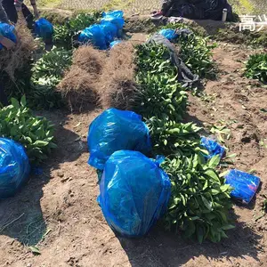粗壮红美人柑橘苗 象山红美人苗 原产地正宗