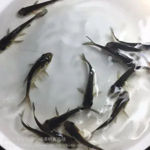 ����ŷ�� ǯ�������� ֧�ֿ���½��