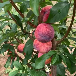 ���궫�������ߺ��������� ����7�������������������ص�