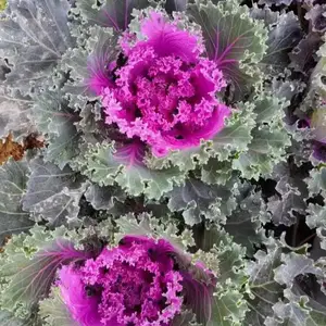 ��Ҷ���¸�����������̬���¹����Ը�ͥԺ���������쾰ֲ��