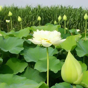 �ɻ���ź�� ��ź���� ���Ժɻ��ָ��� �ɻ���ź��