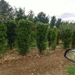 ���˱������������ �������� �û��۵� ˧��ֱ��