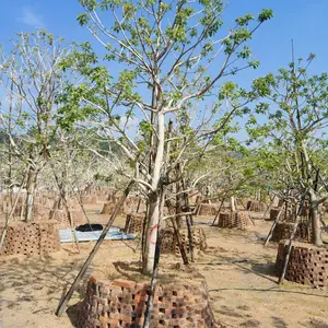 漳浦矮景红果冬青如何区分红果冬青与铁冬青?漳州漳浦造型红果冬青袋苗。