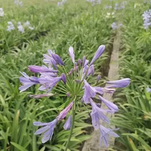 出售百子莲杯苗地苗 20-40高百子莲工程苗 百子莲绿化小苗基地
