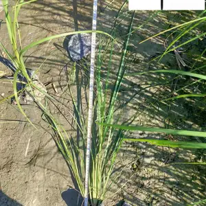 基地供应蒲苇杯苗 四川水生植物批发直销 矮蒲苇多少钱一平 水体湿地绿化